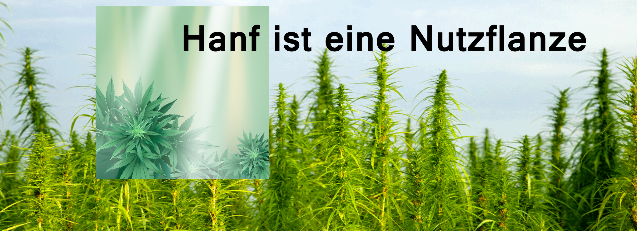 Hanf ist eine Nutzpflanze